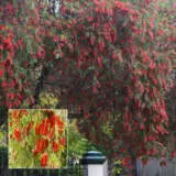 Callistemon Dawson River Weeper Pplcaldrw - Garden Express Australia