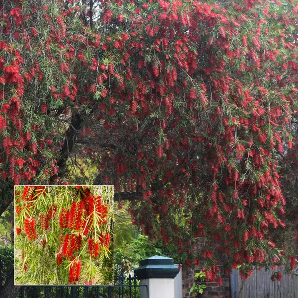 Callistemon Dawson River Weeper 140mm