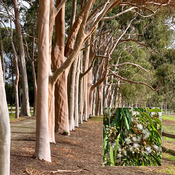 Corymbia Citriodora Garden Express