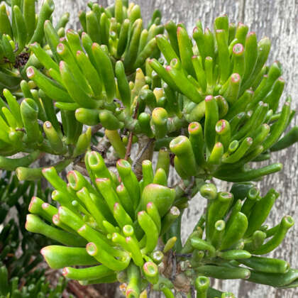 Crassula Gollum Pplcragol - Garden Express Australia