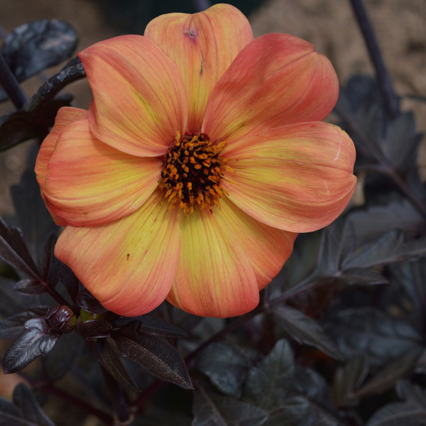 Dahlia Mystic Haze - Garden Express