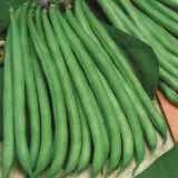Dwarf Bean Banjo Seebeaban - Garden Express Australia