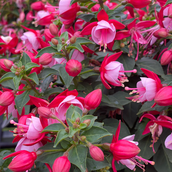 Fuchsia Fuchsita Special Red Lavender Garden Express