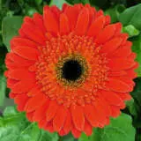 Gerbera Dune Pkgerdun - Garden Express Australia