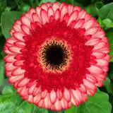 Gerbera Elan Pkgerela - Garden Express Australia