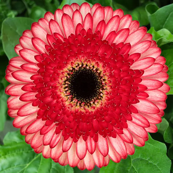 Gerbera Elan
