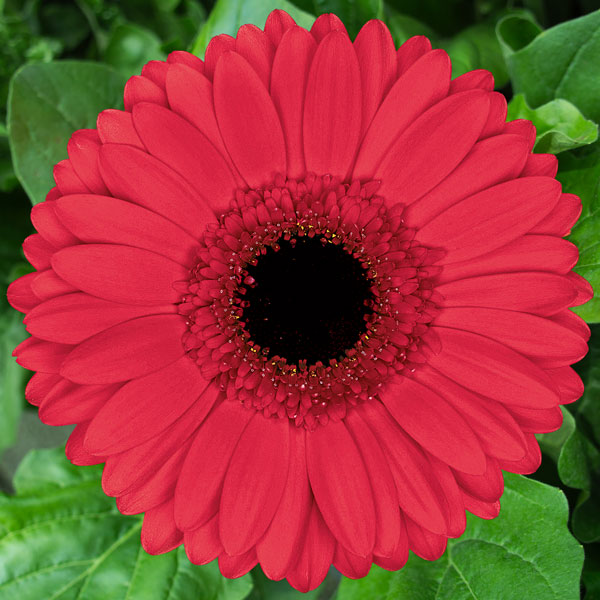 Gerbera Hamptons