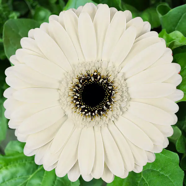 Gerbera Iceberg Gerbera Iceberg