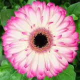 Gerbera Mandala Pkgerman - Garden Express Australia