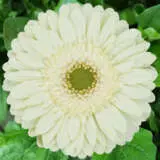 Gerbera Mint Pkgermin - Garden Express Australia