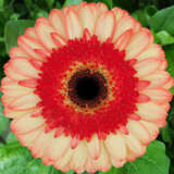 Gerbera Mocktail Pkgermoc - Garden Express Australia