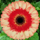 Gerbera Mocktail Pkgermoc - Garden Express Australia