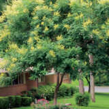 Golden Rain Tree
