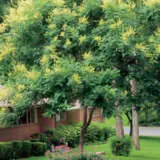 Golden Rain Tree Tsegolrtr - Garden Express Australia