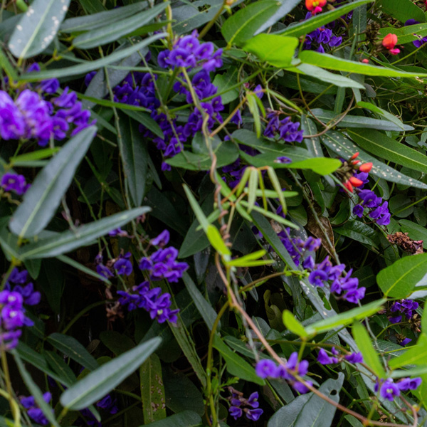 Hardenbergia Purple