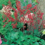 Heuchera Firefly Pplheufir - Garden Express Australia