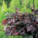 Heuchera Palace Purple Pplheuppa - Garden Express Australia