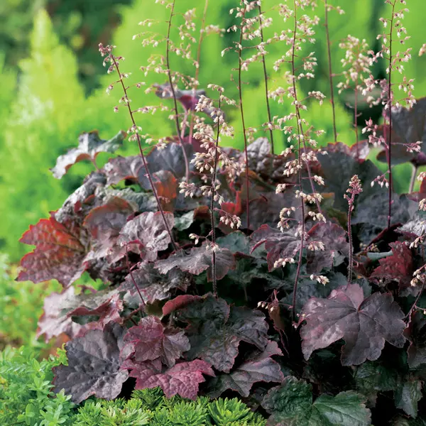 Heuchera Purple Palace