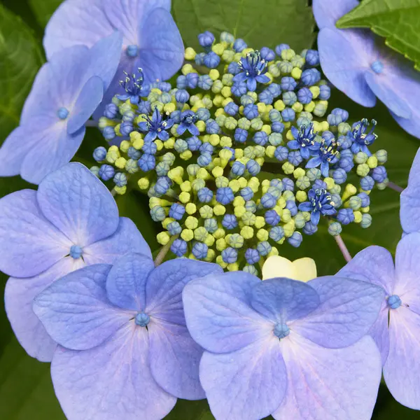 Hydrangea Blauling Hydrangea Blauling
