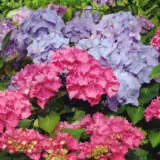 Hydrangea Nigra Lpohydnig - Garden Express Australia