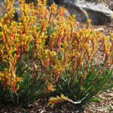 Kangaroo Paw Bush Tenacity Pplkpabte - Garden Express Australia