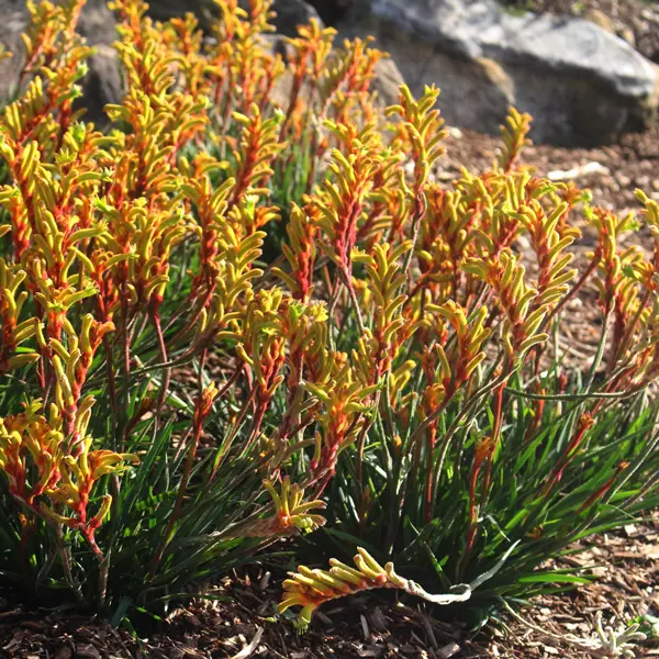 Kangaroo Paw Bush Tenacity (Pbr)