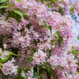 Kolkwitzia Pink Cloud Pplkolpcl - Garden Express Australia