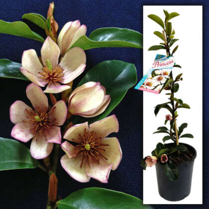 Magnolia Princesscleopatra - Garden Express Australia