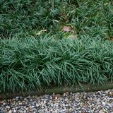 Mondo Grass Green P68mongre - Garden Express Australia