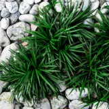 Mondo Grass Green Pplmongre - Garden Express Australia