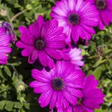 Osteospermum Tradewinds Deep Purple Pplosttdp - Garden Express Australia