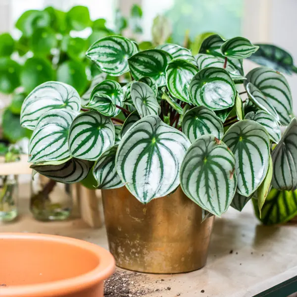 Peperomia Watermelon