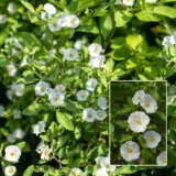 Solanum Potato Vine White 21 Pplsolpvw - Garden Express Australia