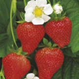 Strawberry Temptation Seestrtem - Garden Express Australia