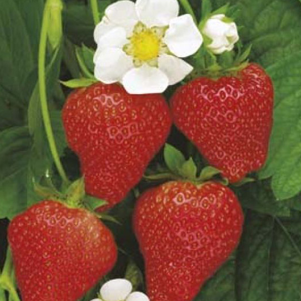Seed – Strawberry Temptation