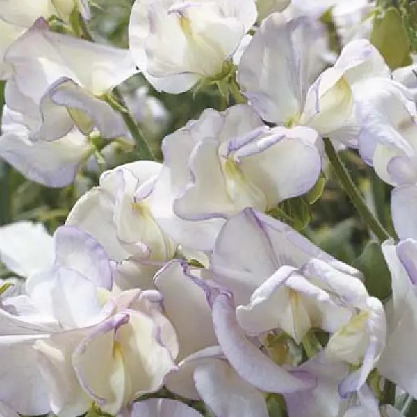 Seed – Sweet Pea Hi Scent
