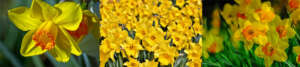 Daffodils, Narcissus and Jonquils