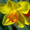Arkansas Daffodil 3928122 640 - Garden Express Australia