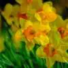 When To Plant Daffodils Daffodil 4111581 640 - Garden Express Australia
