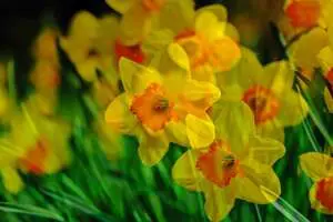 What’s The Difference Between Daffodils, Narcissus And Jonquils? Daffodil 4111581 640 - Garden Express Australia