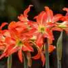 Hippeastrum Varieties Flowers 1095770 640 - Garden Express Australia