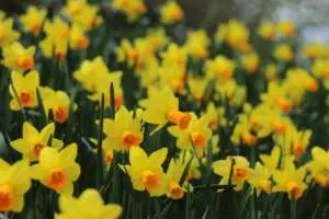 What’s The Difference Between Daffodils, Narcissus And Jonquils? Marina Lakotka Joeauxnkv9m Unsplash 1 - Garden Express Australia