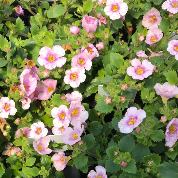 Bacopa Calypso Jumbo Pink With Eye Garden Express