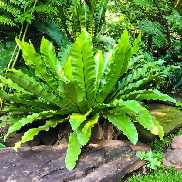 Birds Nest Fern Birds Nest Fern