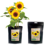 Black Pouch Kit Sunflower Seebpgksun - Garden Express Australia