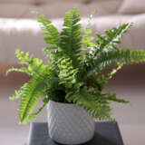 Boston Fern