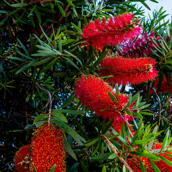 Callistemon Redmans Fire Garden Express