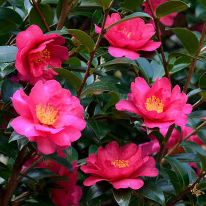 Camellia Cherilyn Pplcamche - Garden Express Australia