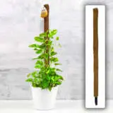 Coco Fibre Totem - Garden Express Australia