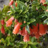 Correa Ember Chimes Pplcorech - Garden Express Australia